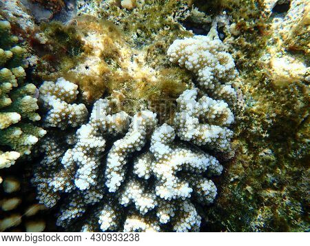 Stony Coral Rasp Coral, Or Cauliflower Coral, Knob-horned Coral (pocillopora Verrucosa) Undersea, Re