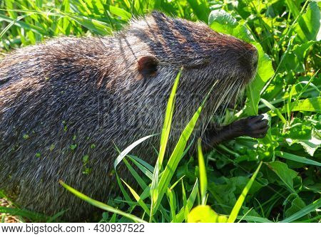 Wild Aquatic Nutria Coypu Eats Green Grass On The Shore Of A Swampy Lake. Nutria Search For Food Nea