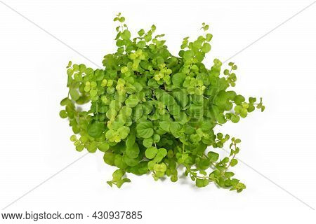 Light Green Golden Creeping Jenny Plant With Botanic Name 'lysimachia Nummularia Aurea' Garden Plant