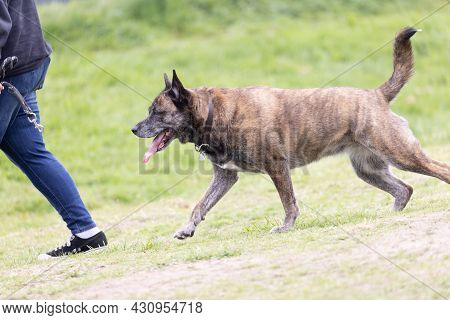 Dog Following Owner Layally Across Dog Park