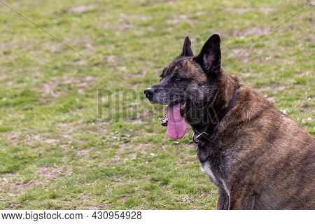 Large Older Brindle Shephered Dog Out In The Yard