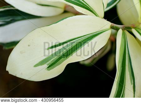 A White And Green Variegated Leaf Of Spiralflag 'costus Arabicus'