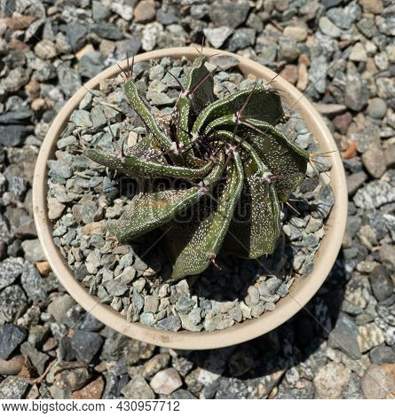 Astrophytum Ornatum Get Root Rot And Damaged From Overwatering