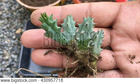 Stapelia Plant Bare Roots Holding In A Hand For Display