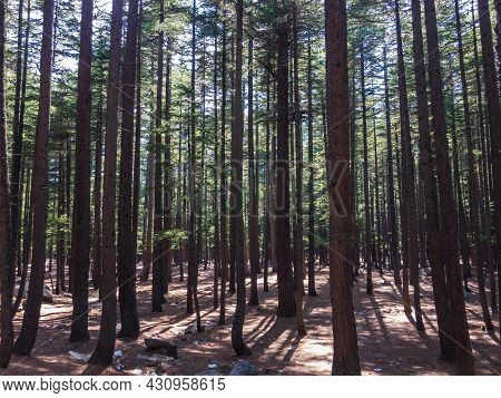 Natural Forest In Kalam Valley Swat, Kpk, Pakistan