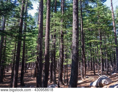 Cedar Forest In Kalam Valley Swat Khyber Pakhtunkhwa Pakistan