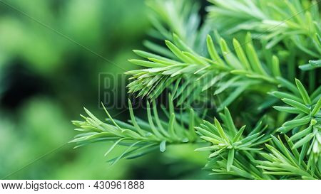 Texture, Background, Pattern Of Green Growing Branches Of Decorative Coniferous Evergreen Yew Tree T