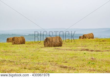 Several Round Bales, Stacks Of Fresh Hay, Rolled Up In A Roll Lie On The Hill Of An Agricultural Fie