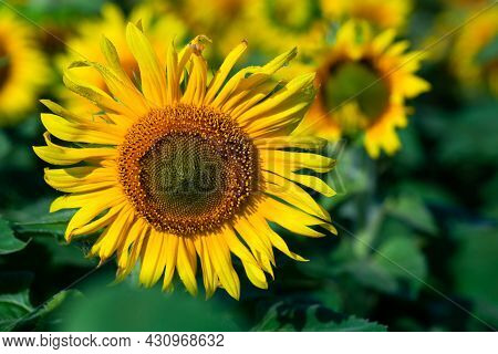 Sunflower On Summer Background.selective Focus.sunflowers Field Background.close Up Of Sunflower Tex
