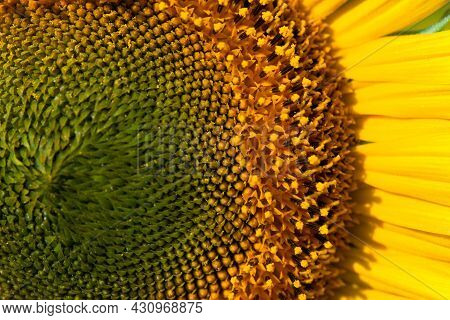 Sunflower On Summer Background.selective Focus.sunflowers Field Background.close Up Of Sunflower Tex