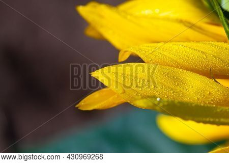 Early Morning Dew Drops On A Golden Sunflower.
