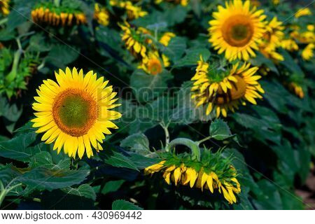 The Beautiful Big Sunflower Field In Summer Background