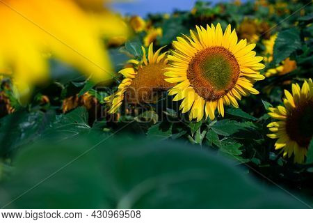 Sunflower On Summer Background.selective Focus.sunflowers Field Background.close Up Of Sunflower Tex
