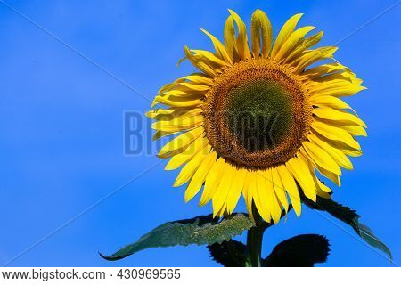 Beautiful Fresh Yellow Sunflower Macro Shooting. Sunflower Blooming Close-up