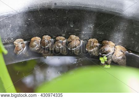 River Snail, Viviparidae Or Filopaludina Martensi That Clings To The Edge Of A Plastic Bucket That F
