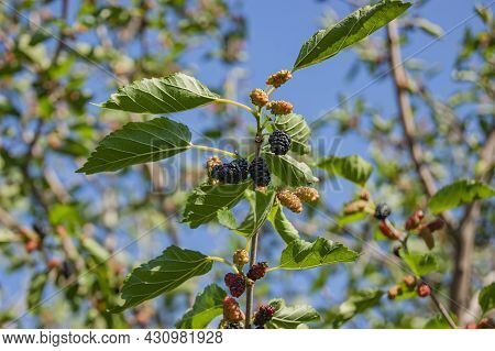 Mulberry Berries On The Branches. The Berries Of The Mulberry Tree. The Berries Look Like Scary. Sum