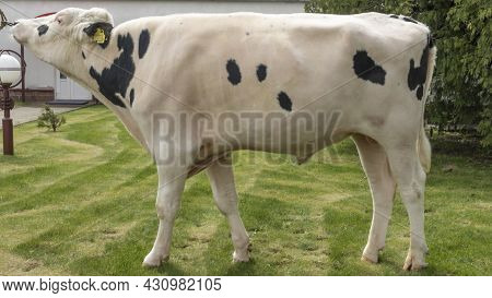 Bull-producer In The Show Rack. Images For The Agricultural Catalog. Production Of Sperm For Insemin