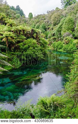 Blue Spring Which Is Located At Te Waihou Walkway,hamilton New Zealand. It Internationally Acclaimed