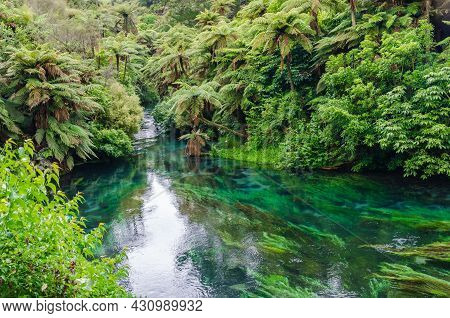 Blue Spring Which Is Located At Te Waihou Walkway,hamilton New Zealand. It Internationally Acclaimed