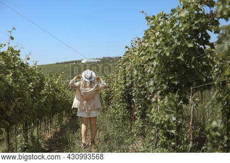 Woman In A Vineyard In The Sun. Holiday And Travel Concept