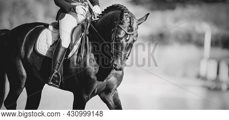 Equestrian Sport. Portrait Sports Stallion In The Double Bridle.the Legs Of The Rider In The Stirrup