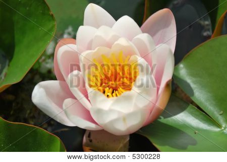 美丽的 Nenufar 植物花