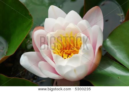 美丽的 Nenufar 植物花