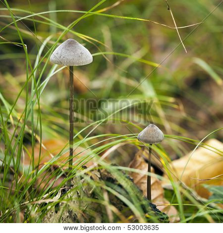 Mycena Mushroom
