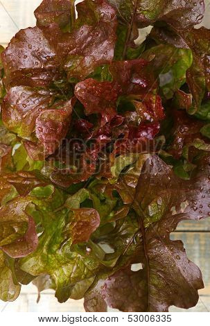 Oak Leaf Lettuce