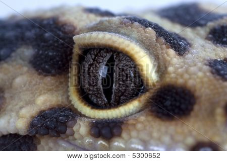 Gecko øje