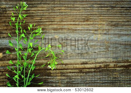 Field Plant On Wood