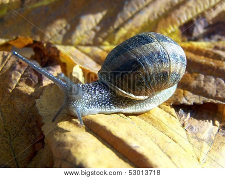 snail