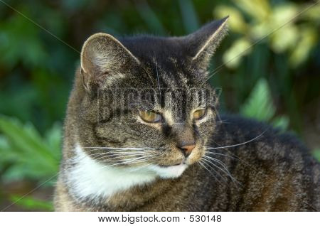 Old Cat
