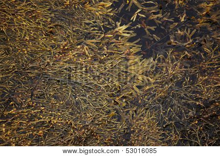 Iceland. Vatnsnes Peninsula. Seawed On Water.
