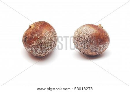 Lycoperdon Bovista