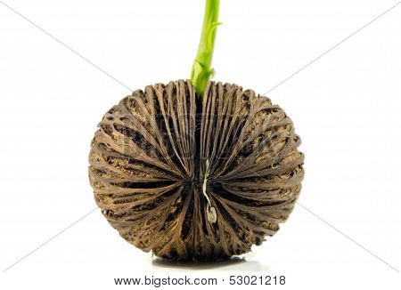 Cerbera Odollam  Or Suicide Tree Fruit Seed.