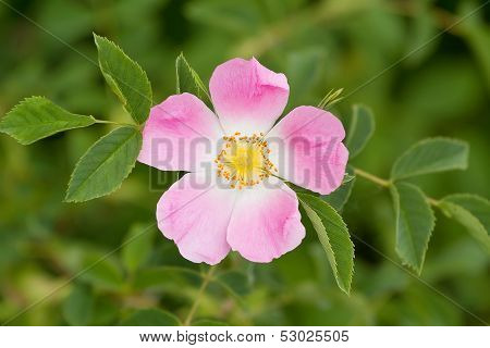 Blossom Detail Of Fructus Cynosbati
