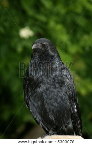 Crow