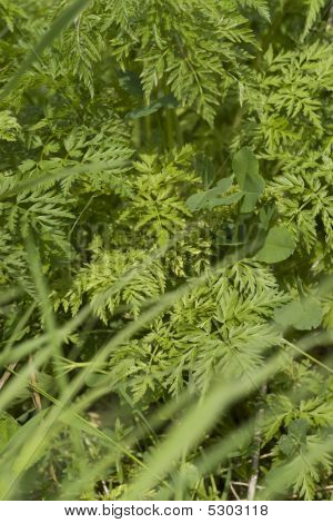Groen gras achtergrond