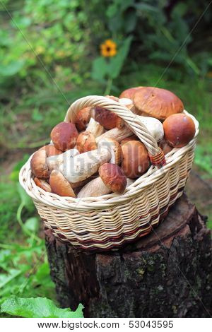 Basket With Ceps