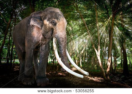 Bull Asia Elephant In Forest
