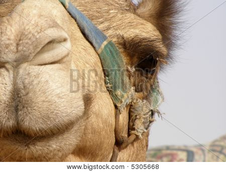 Camelo Close-Up