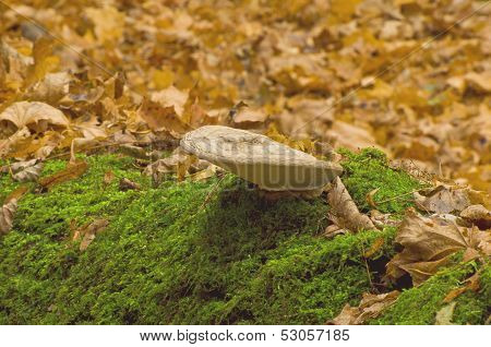 Mushroom tinder fungus (Ganoderma lipsiense)