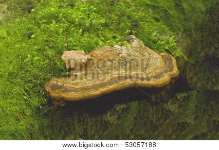 Mushroom tinder fungus (Ganoderma lipsiense)