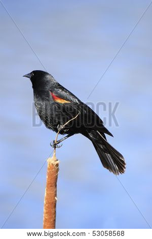 Red-winged Blackbird Male