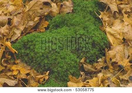 Forest carpet