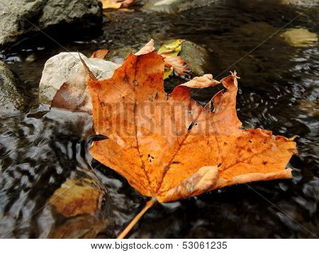 Leaf in a creek