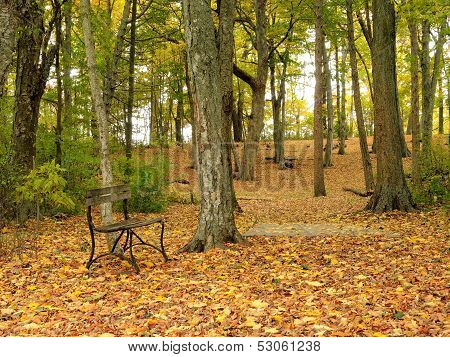 A bench surrounded by beautiful forest.