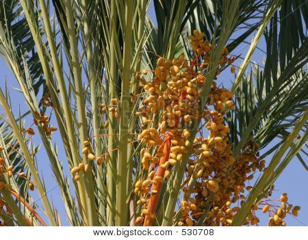 Palm