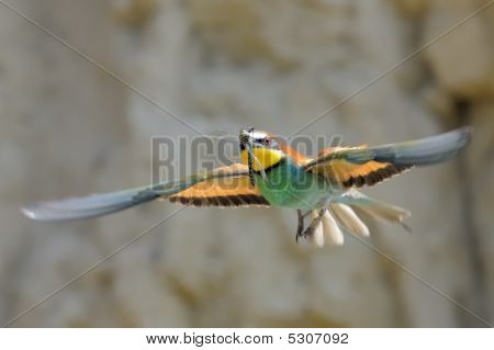 Merops apiaster